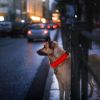 LED Dog Collar USB Rechargeable Adjustable Dog Safety Collar Night Safety Flashing Luminous Light up Collar